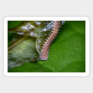 Unique and organic photo of a Polydesmid millipede Sticker